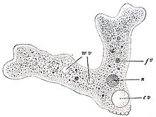 amoeba proteus